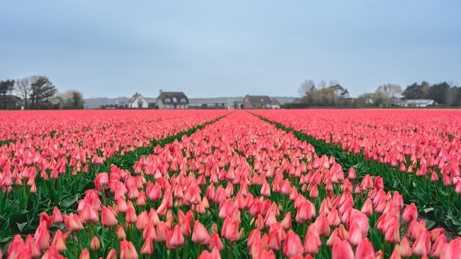 Zonnebloemen verlichten moderne woonkamerhoek. Zonnebloemen verlichten moderne woonkamerhoek.