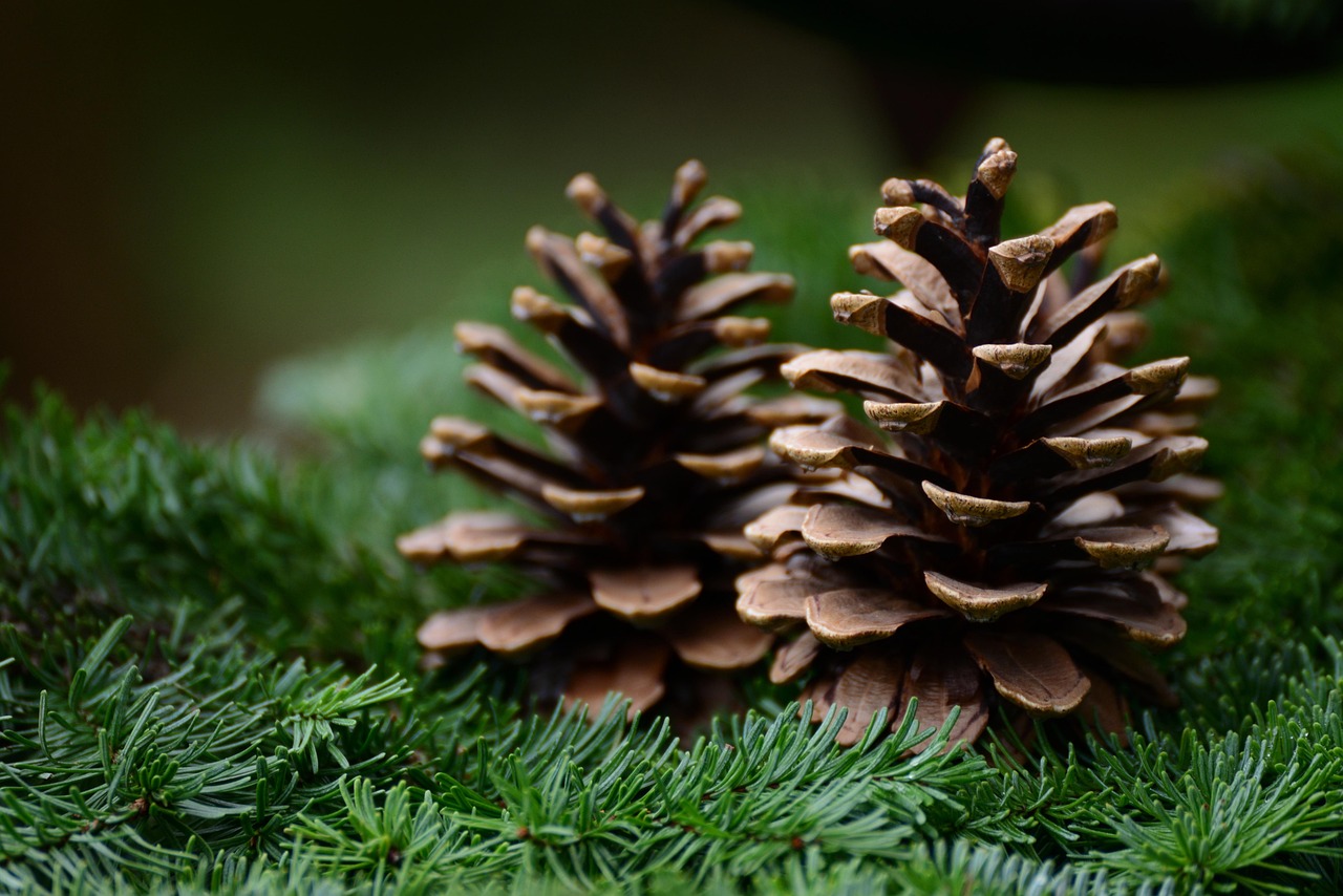 Botanische binnenruimte met weelderige planten. Botanische binnenruimte met weelderige planten.