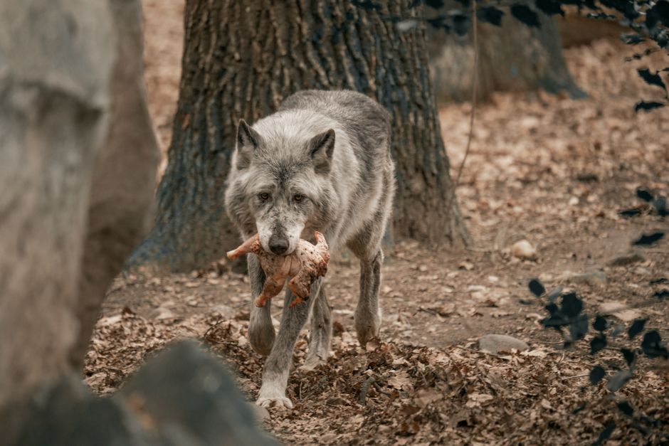 Wolf afbeelding in rustieke houtachtige lijst. Wolf afbeelding in rustieke houtachtige lijst.